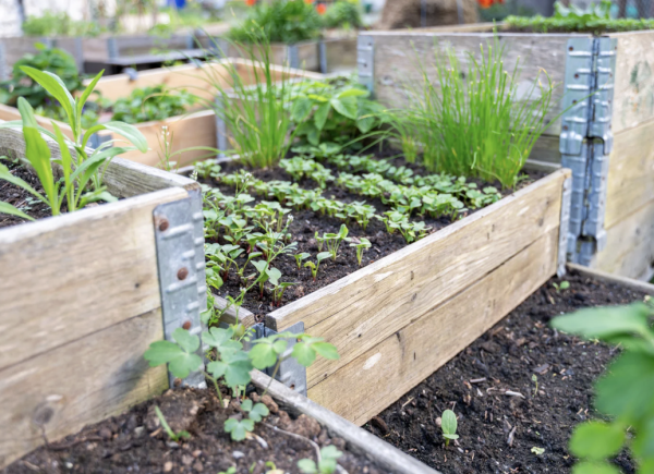 Garden beds Maintenance and Installation